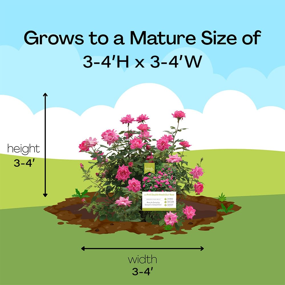 Generic Knock Out Rose ships dormant in late fall to early spring.