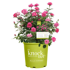 Generic Knock Out Rose double pink bloom close-up showcasing vibrant color for sunny borders.