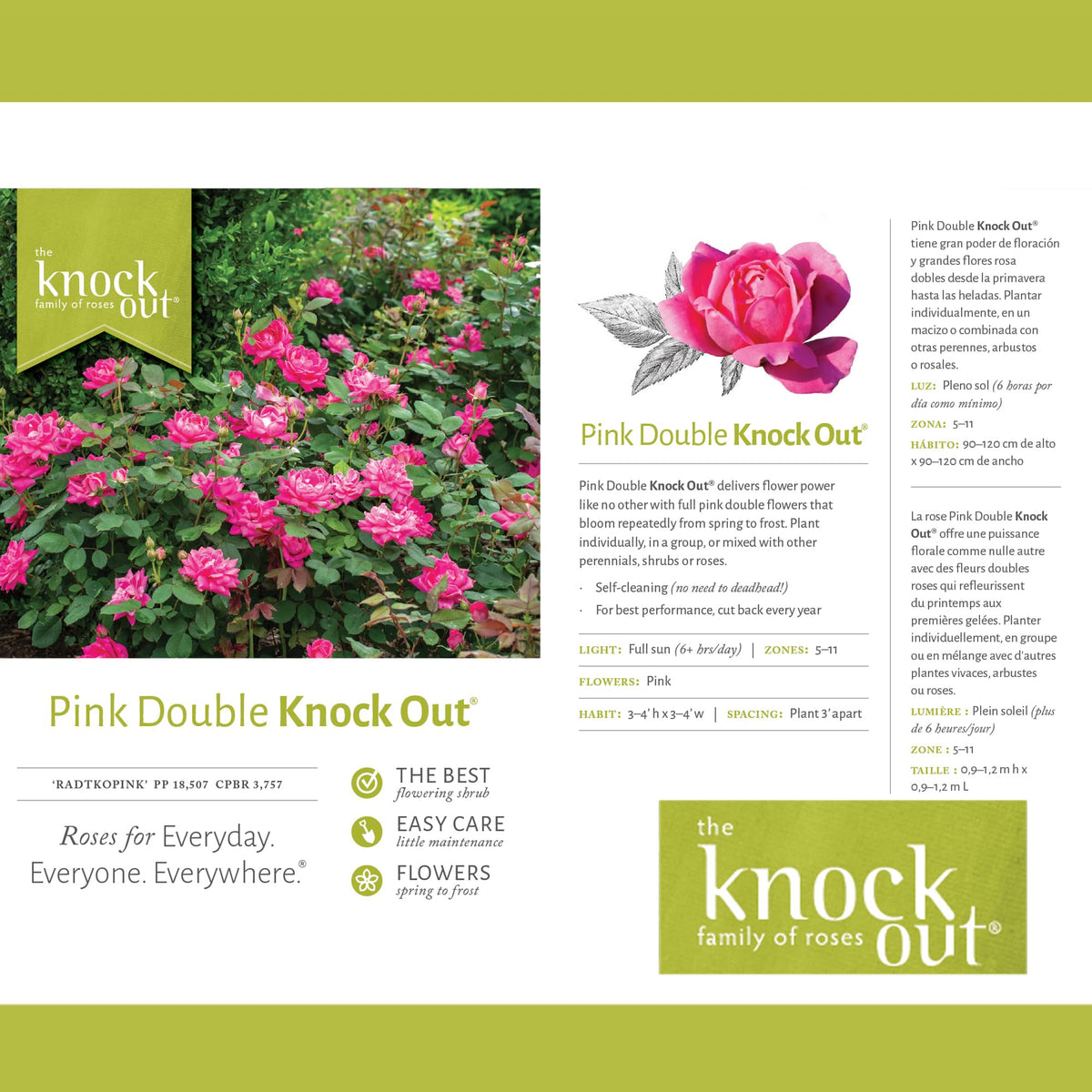 Generic Knock Out Rose stately bush form ideal for compact garden edges.