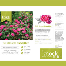 Generic Knock Out Rose stately bush form ideal for compact garden edges.