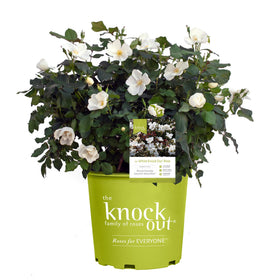 Generic Knock Out White Rose Shrub bloom close-up in full sun