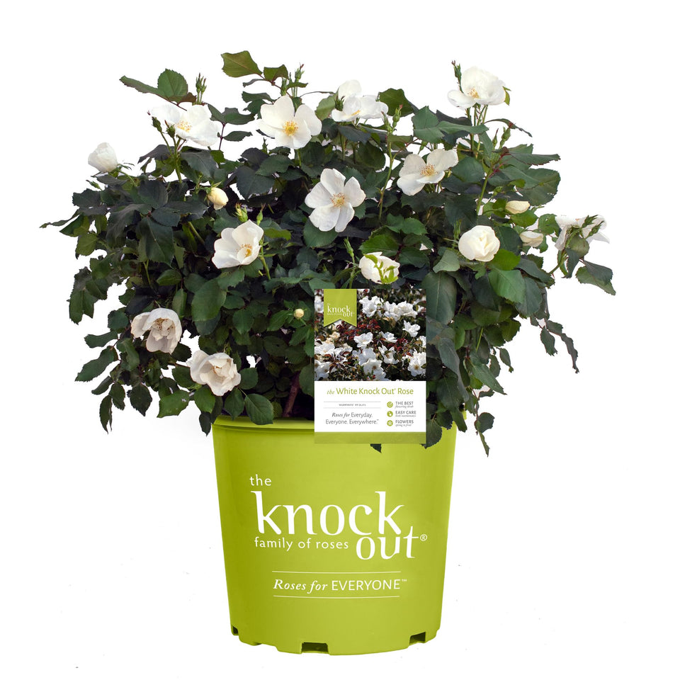 Generic Knock Out White Rose Shrub bloom close-up in full sun