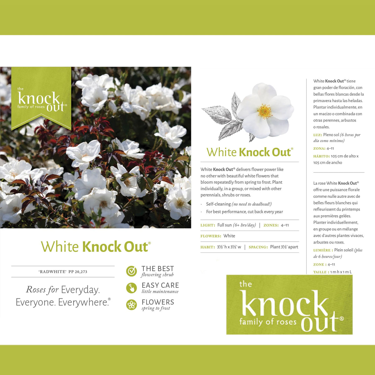 Generic Knock Out White Rose Shrub displayed in a container on a sunny patio