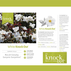 Generic Knock Out White Rose Shrub displayed in a container on a sunny patio