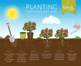 Generic Knock Out White Rose Shrub shipped dormant in winter for spring growth