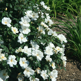 Generic Knock Out White Rose Shrub mature size 42x42 with dark green foliage