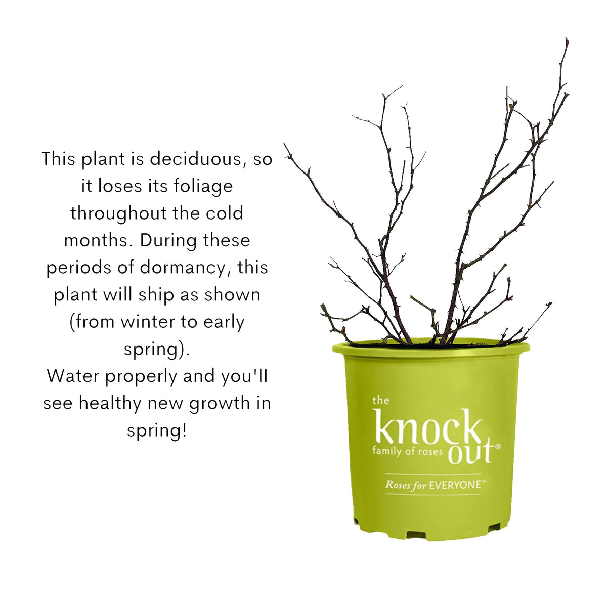 Generic Knock Out White Rose Shrub blooming from spring through fall in full sun