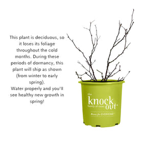 Generic Knock Out White Rose Shrub blooming from spring through fall in full sun