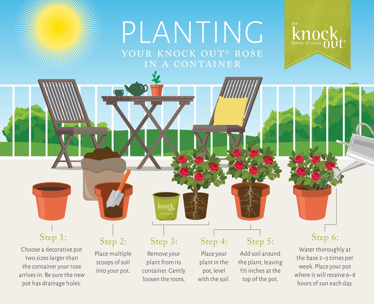Generic Knock Out White Rose Shrub showing trimmed growth for plant health