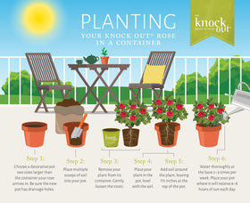Generic Knock Out White Rose Shrub showing trimmed growth for plant health