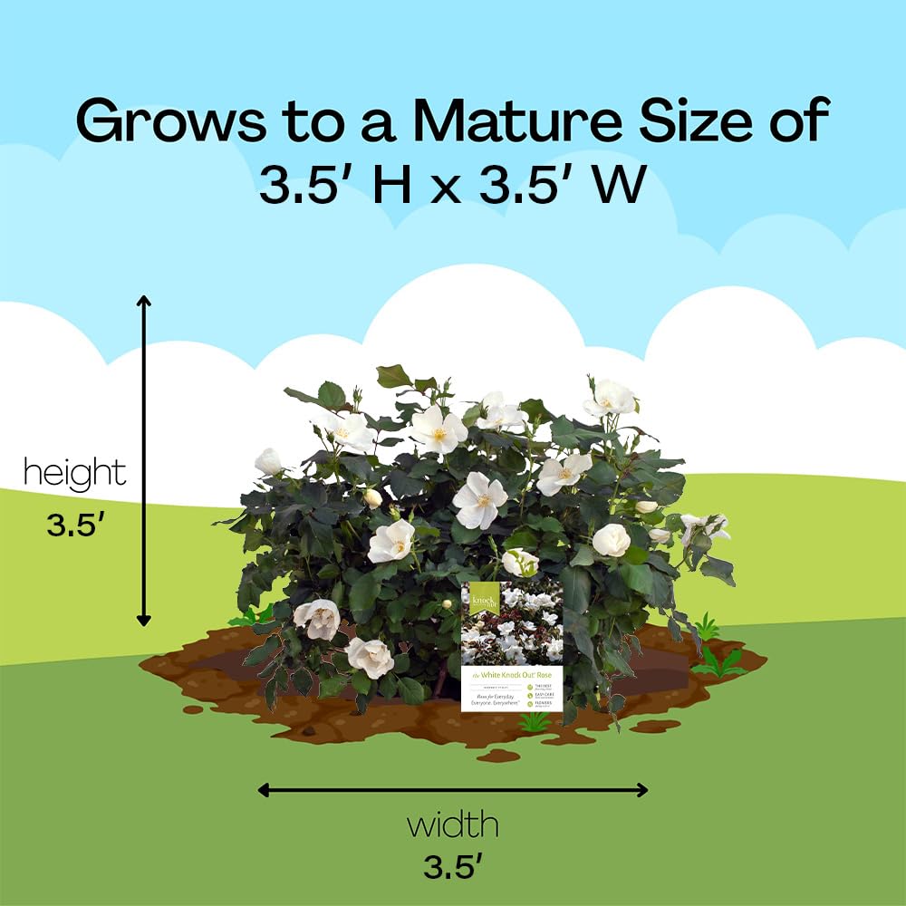 Generic Knock Out White Rose Shrub thrives in USDA zones 4–11