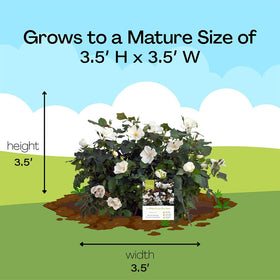 Generic Knock Out White Rose Shrub thrives in USDA zones 4–11