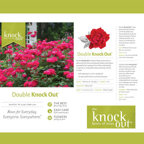 Generic Knockout Double Rose dormant shipment stage ready for spring planting.