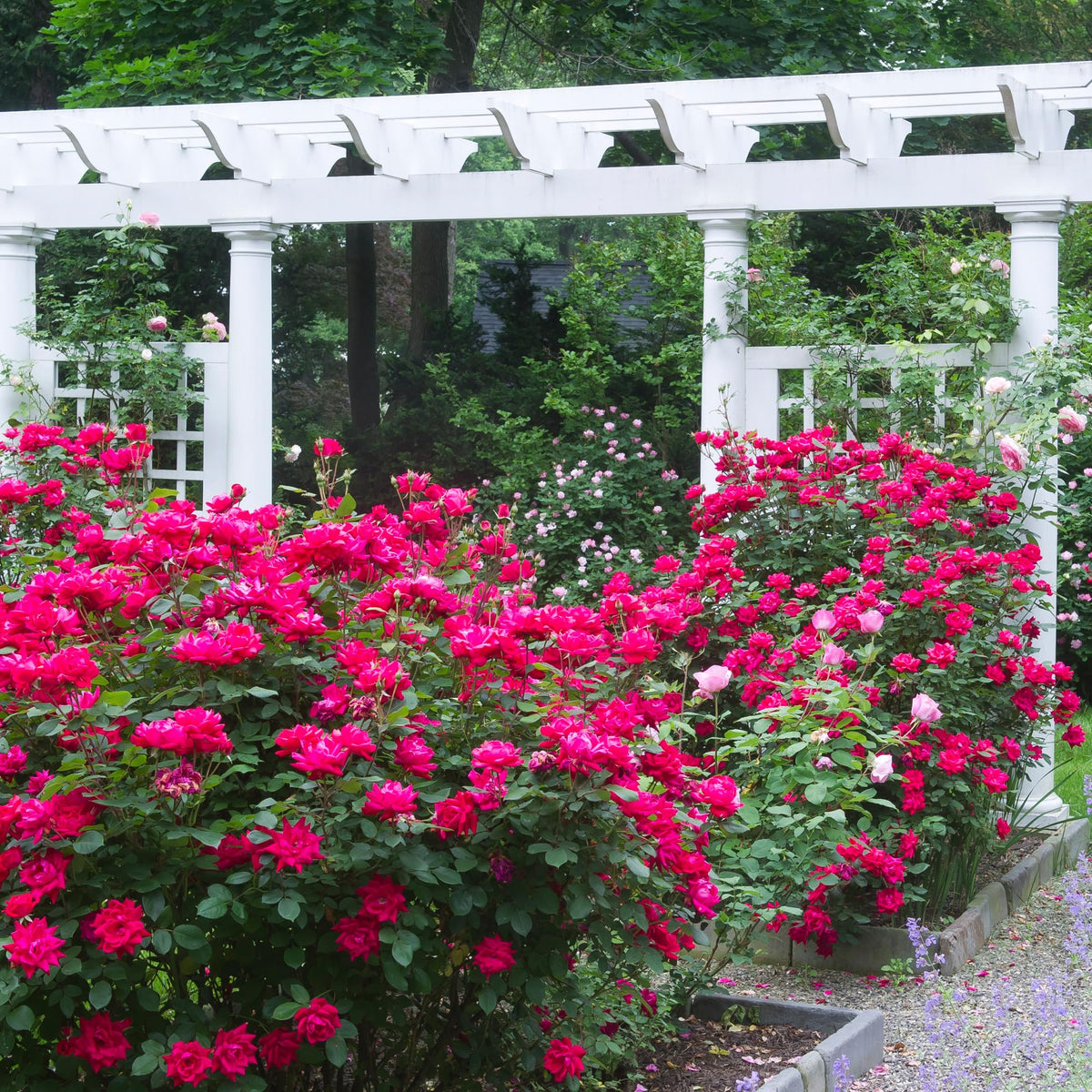 Generic Knockout Double Rose full bush in garden displaying dense blooms and lush color.