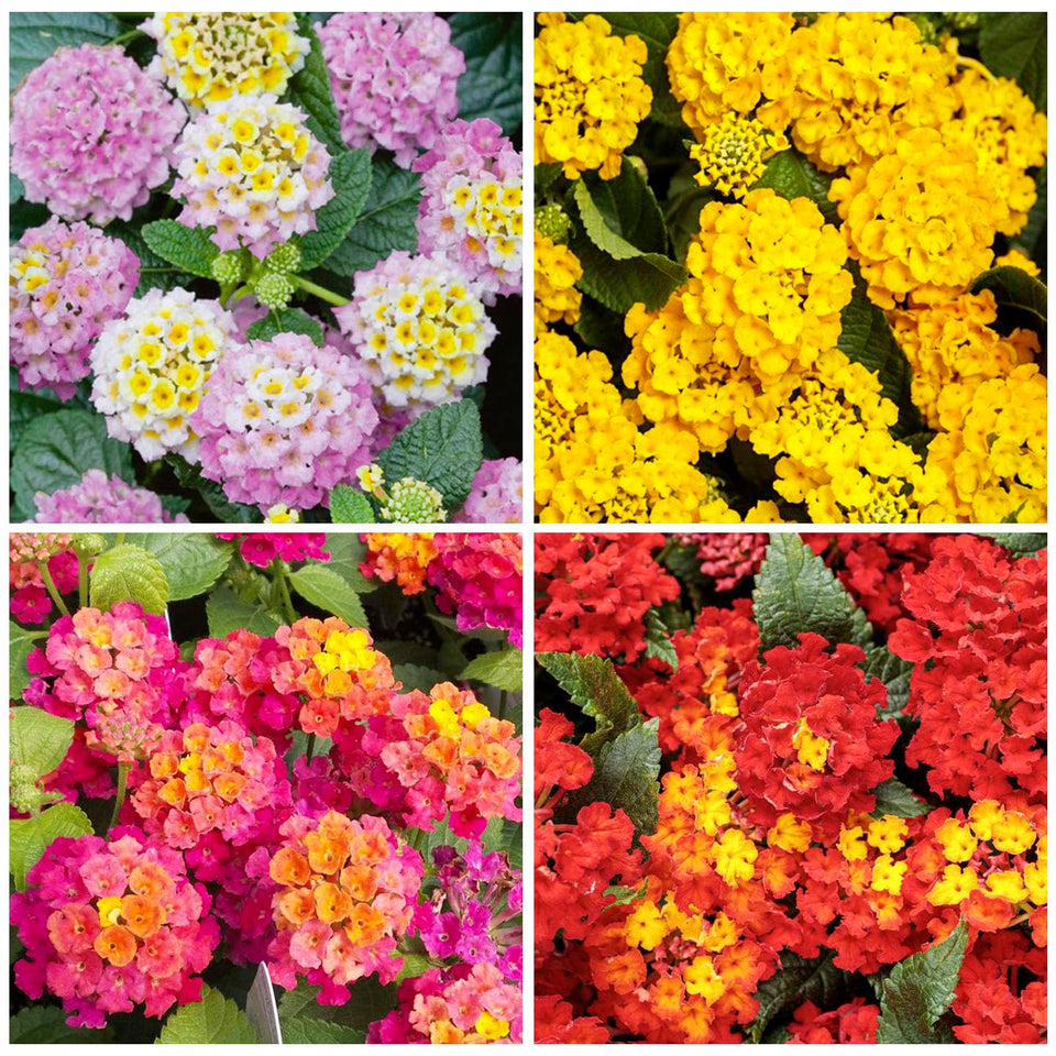 Generic 1300+ Mix-Colored Lantana seeds burst with color for borders and beds.