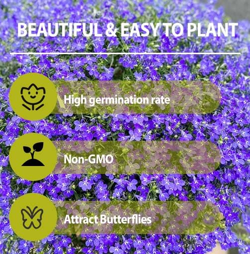 Generic Lobelia border edge planting ideal for edging and color.