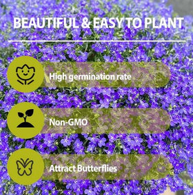 Generic Lobelia border edge planting ideal for edging and color.