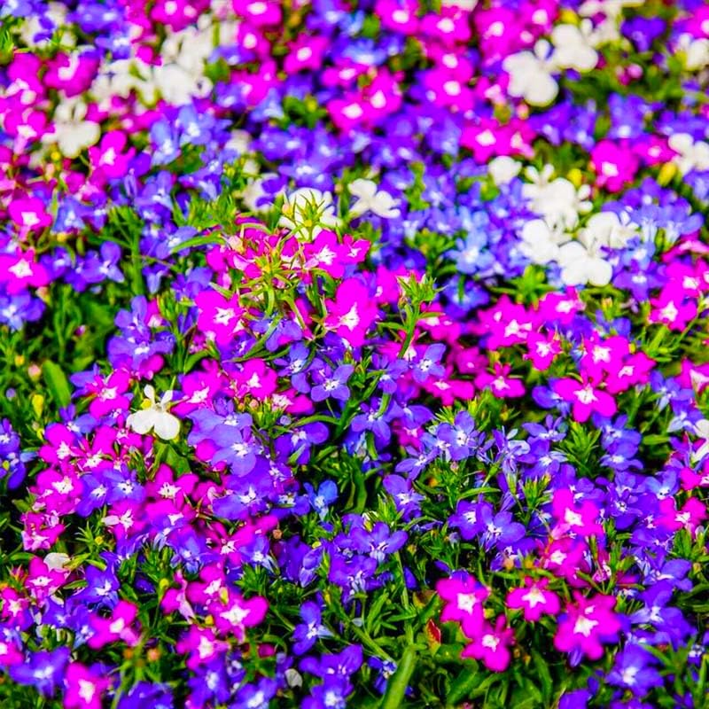 Generic Lobelia germination scene shows seed-to-seedling setup for ground-cover beds.
