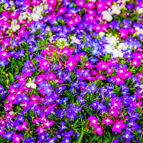 Generic Lobelia germination scene shows seed-to-seedling setup for ground-cover beds.