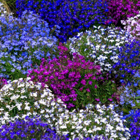 Generic Lobelia ground-cover in a border adds trailing color.