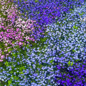 Generic Lobelia hanging-baskets displaying cascading blooms for containers.