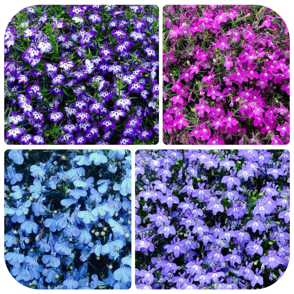 Generic Lobelia seeds pack for vibrant garden color and easy starting outdoors.
