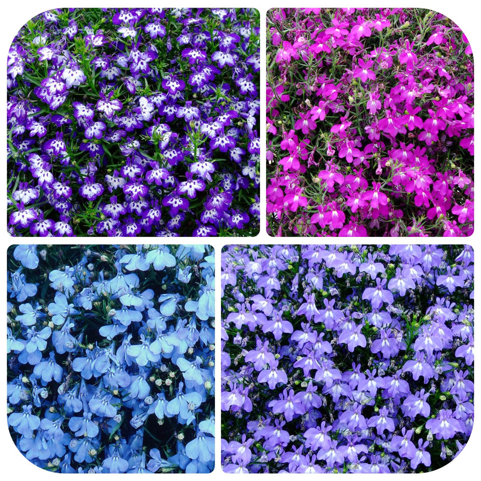 Generic Lobelia seeds pack for vibrant garden color and easy starting outdoors.