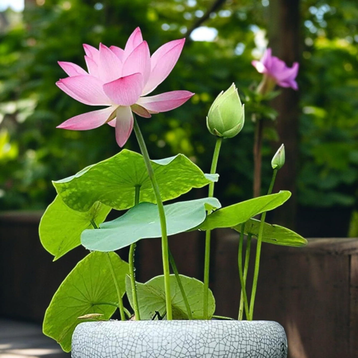 Generic lotus seeds flower-bowl-inside brings serene blooms to indoor water bowls