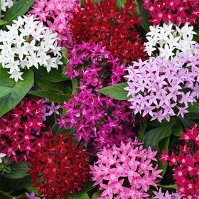 Generic Lucky Star Pentas blooming on a patio container add bright summer color.