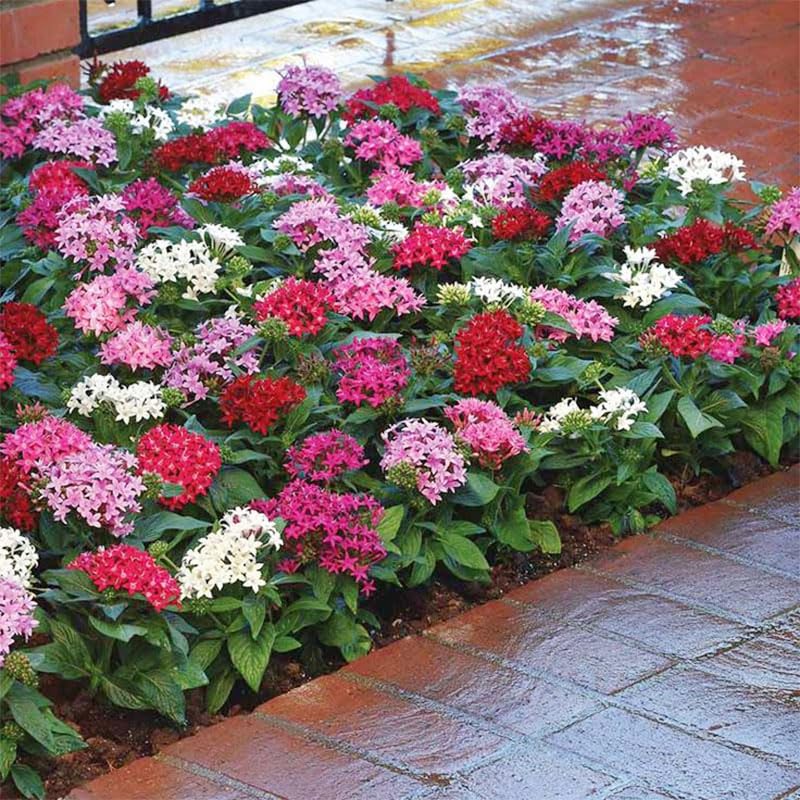 Generic Lucky Star seeds showcase compact mound growth for easy container gardening.