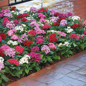 Generic Lucky Star seeds showcase compact mound growth for easy container gardening.