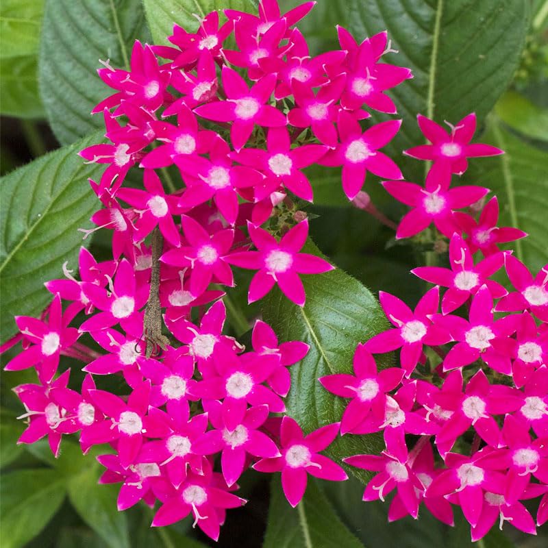 Generic Lucky Star Pentas planted in a garden bed offer vibrant, long-lasting blooms.