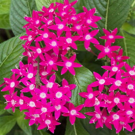 Generic Lucky Star Pentas planted in a garden bed offer vibrant, long-lasting blooms.