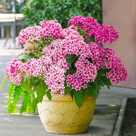 Generic Pentas attract butterflies and hummingbirds when placed in sunlit borders.
