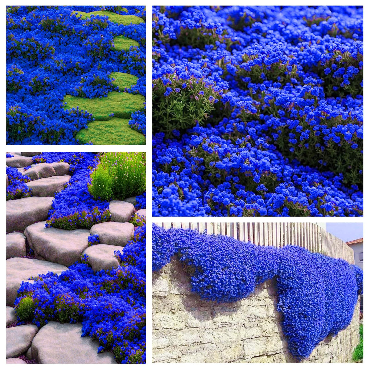 Generic Magic Blue Creeping Thyme seeds in a pack ready to establish fragrant ground cover.