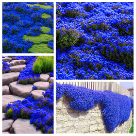 Generic Magic Blue Creeping Thyme seeds in a pack ready to establish fragrant ground cover.