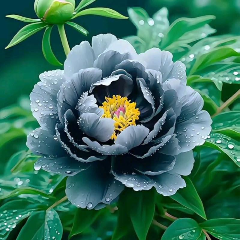 Generic mature peony plant adds seasonal structure to a garden.