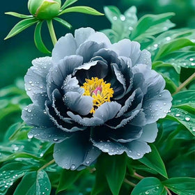 Generic mature peony plant adds seasonal structure to a garden.