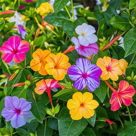 Generic Mirabilis jalapa seeds show vibrant, multi-color blooms for evening garden viewing.