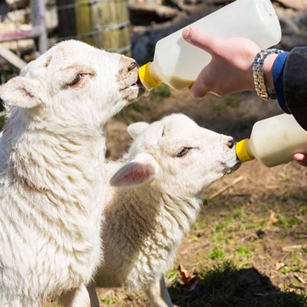 Multi-animal feeding kit suitable for goats, lambs, piglets, and puppies