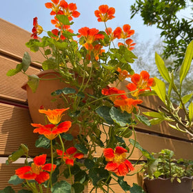 Low-maintenance Nasturtium growing in a garden bed with drought tolerance.