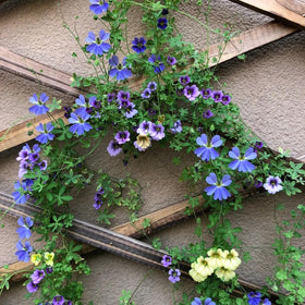 Edible nasturtium leaves and blossoms from Generic seeds.