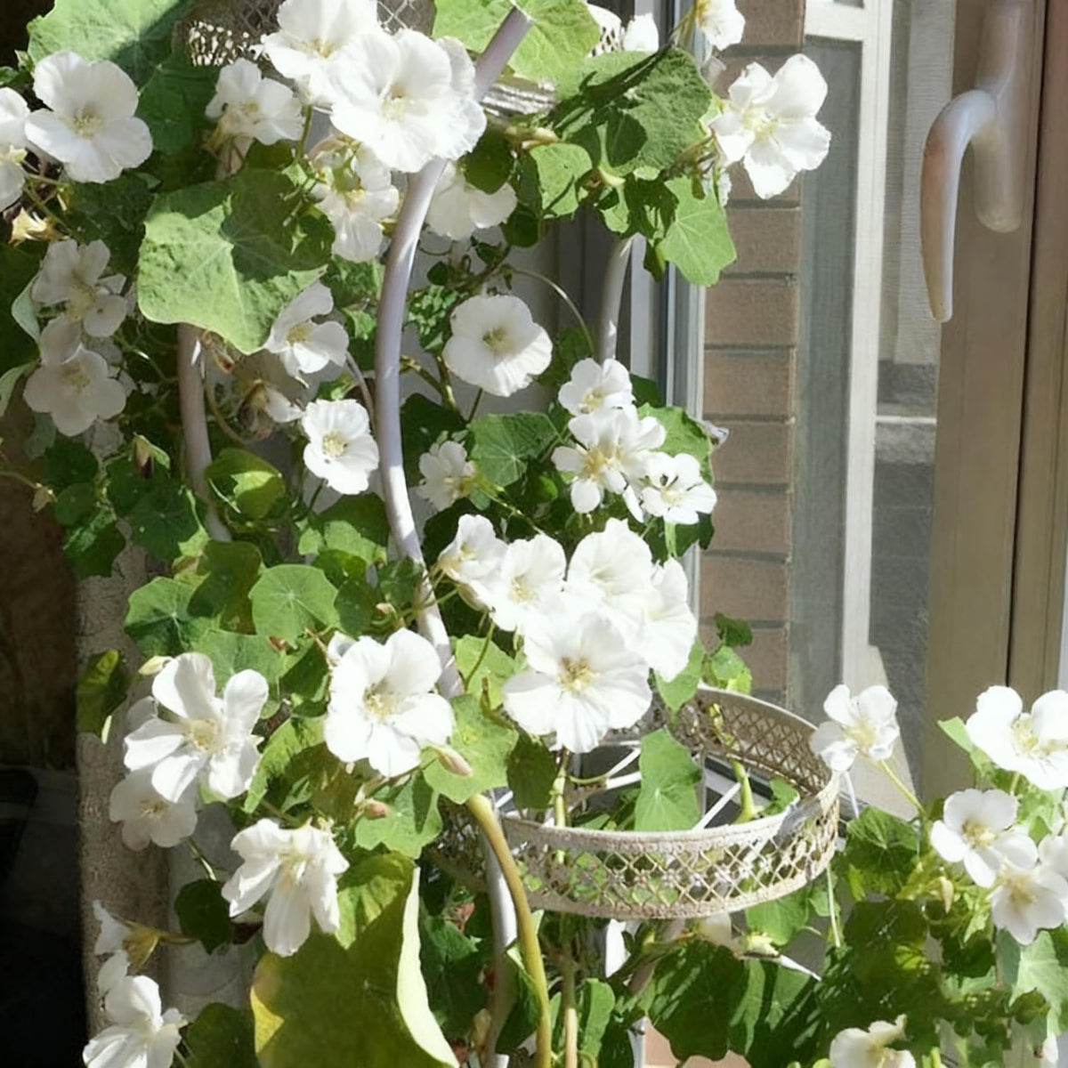 Nasturtium flowers from Generic seeds brightening a border.