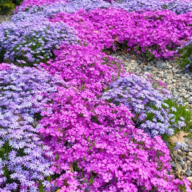Generic non-GMO heirloom creeping phlox seeds for diverse beds