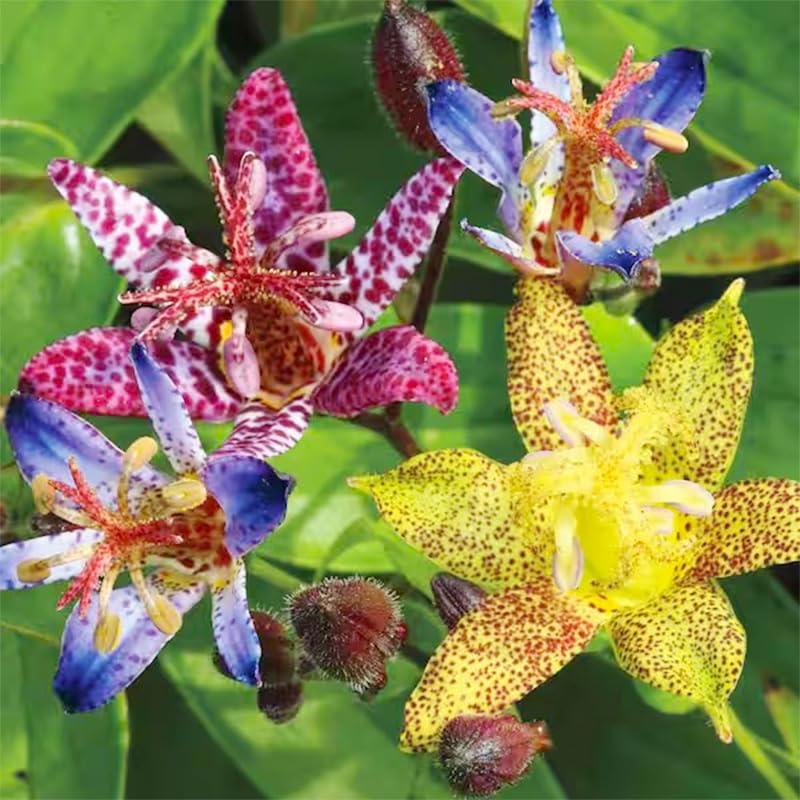 Generic Tricyrtis Wonder toad lily blooms brighten north-facing corners with moisture-loving appeal