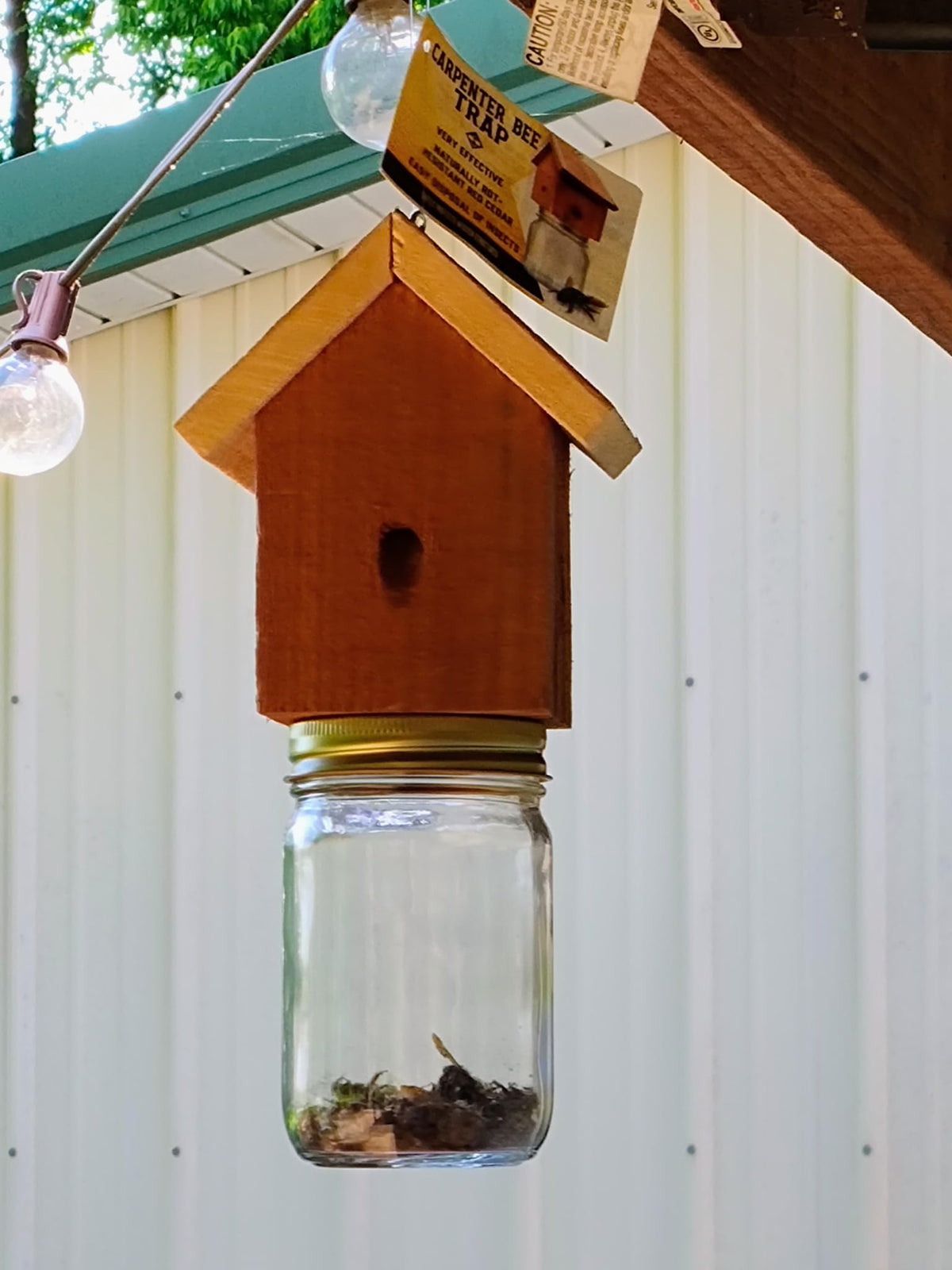 Not attract honeybees: carpenter bee trap with selective lure