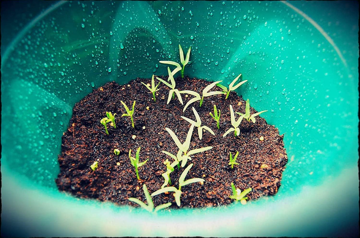 Generic Kangkong seeds in seed tray setup for warm germination.