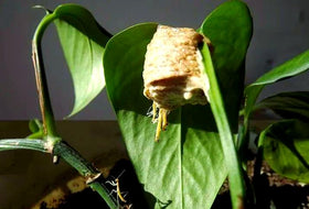 Generic ootheca transparent window pocket for watching hatching progress.