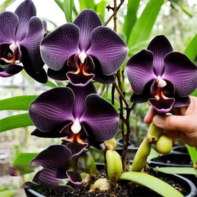 Generic Orchid Seed Mix germination view shows early growth potential for indoor pots.