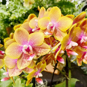 Generic Orchid Seed Mix home garden setup for beginning orchid enthusiasts.